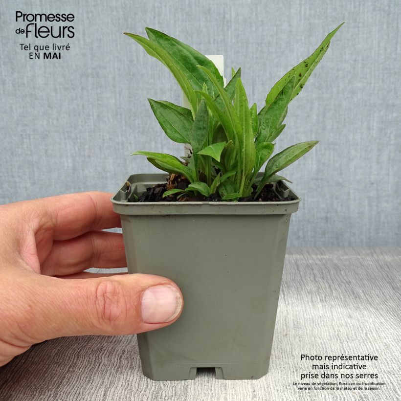 Exemplaar van Echinacea purpurea Summer Cocktail - Rode zonnehoed Kweekpotje van 8/9 cm zoals geleverd in de lente