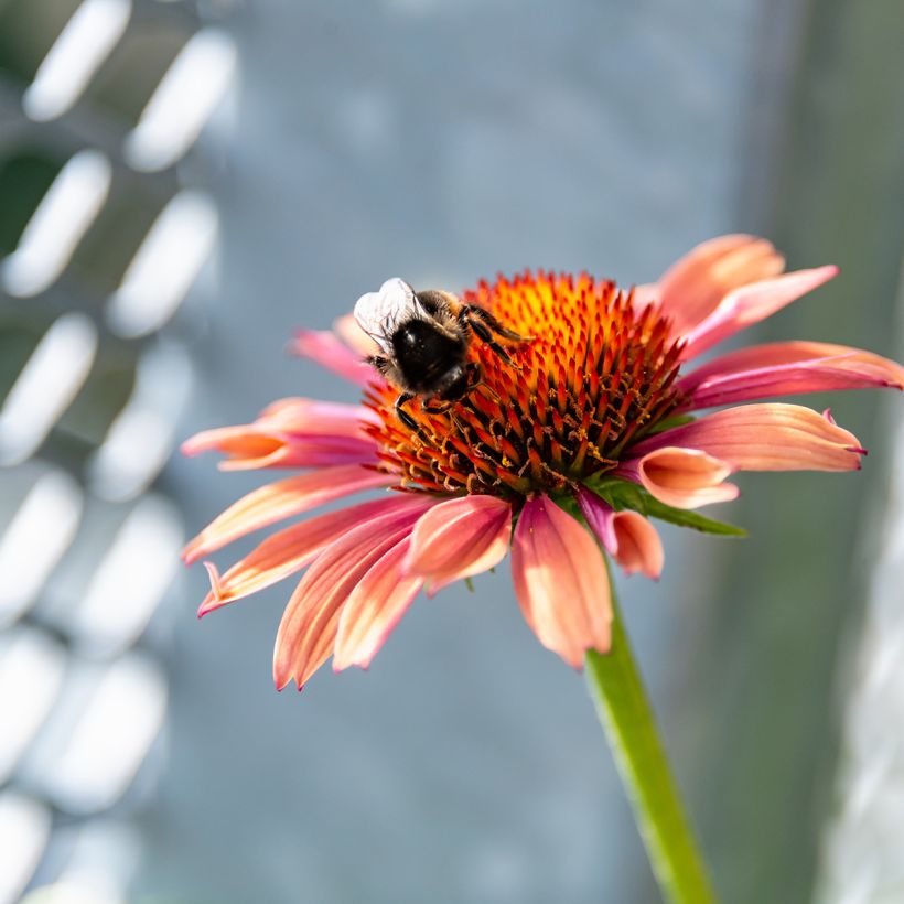 Echinacea purpurea Sundown - Rode zonnehoed (Bloei)