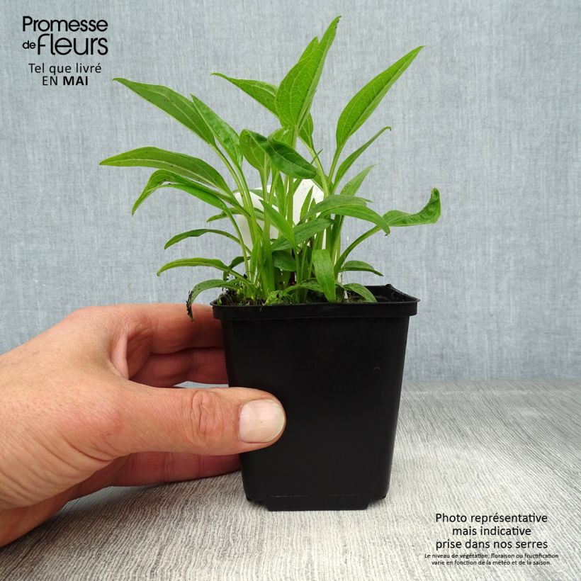 Exemplaar van Echinacea purpurea Sunrise - Rode zonnehoed Kweekpotje van 8/9 cm zoals geleverd in de lente