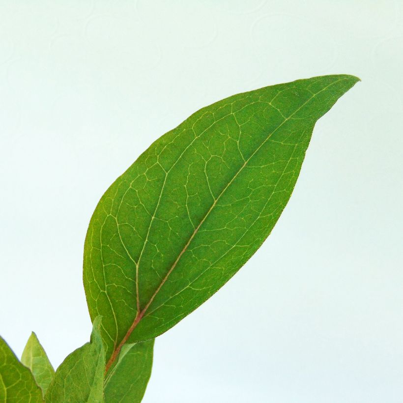 Echinacea purpurea Vintage Wine - Rode zonnehoed (Blad)