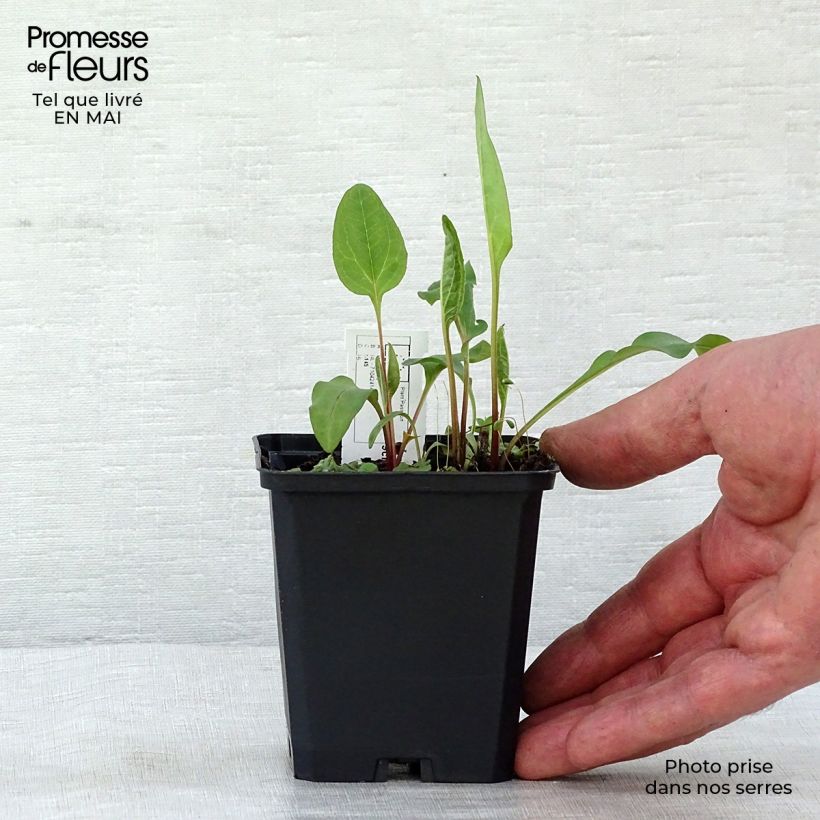 Exemplaar van Echinacea purpurea Vintage Wine - Rode zonnehoed Kweekpotje van 8/9 cm zoals geleverd in de lente