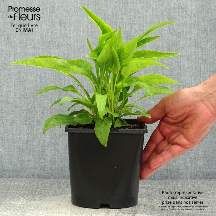 Exemplaar van Echinacea purpurea Virgin - Rode zonnehoed Pot van 2 l/3 l zoals geleverd in de lente