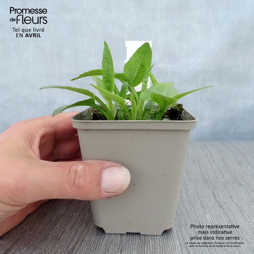 Example of Echinacea purpurea Virgin - Rode zonnehoed Kweekpotje van 8/9 cm as you get in printemps