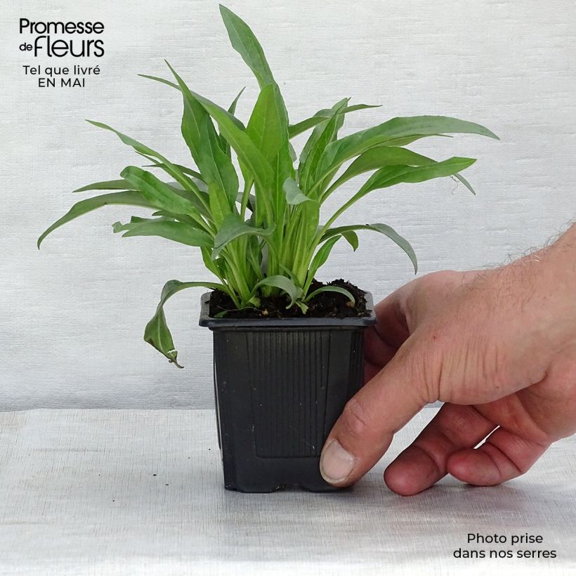 Exemplaar van Echinacea purpurea White Meditation - Rode zonnehoed Kweekpotje van 8/9 cm zoals geleverd in de lente