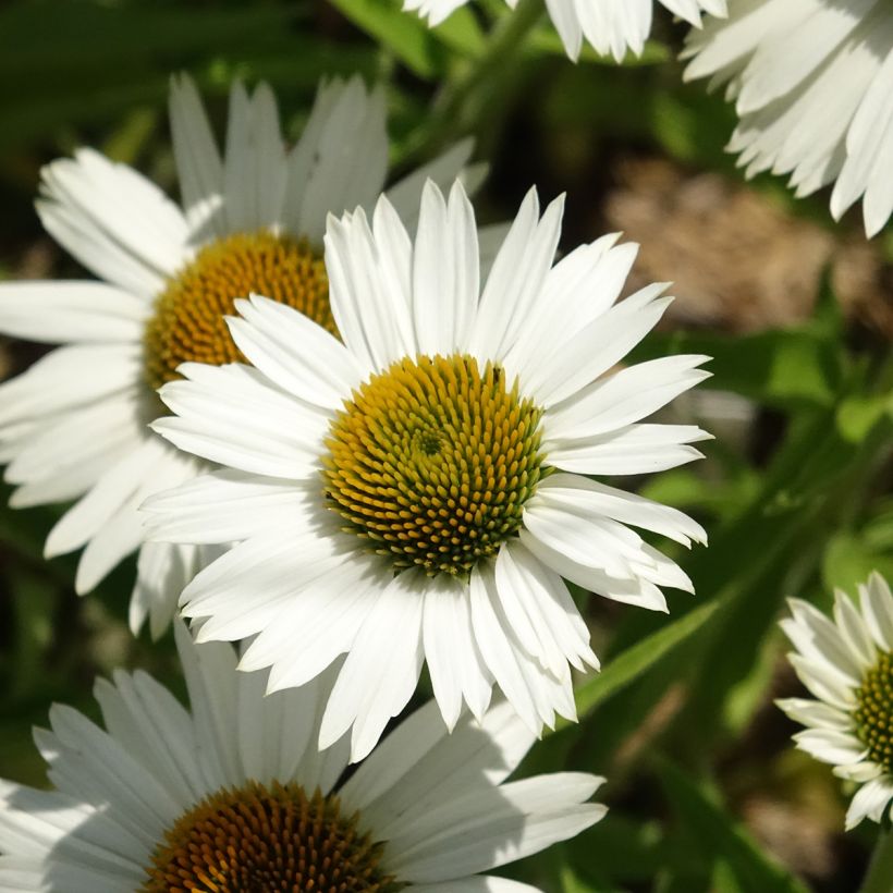 Echinacea purpurea White Meditation - Rode zonnehoed (Bloei)