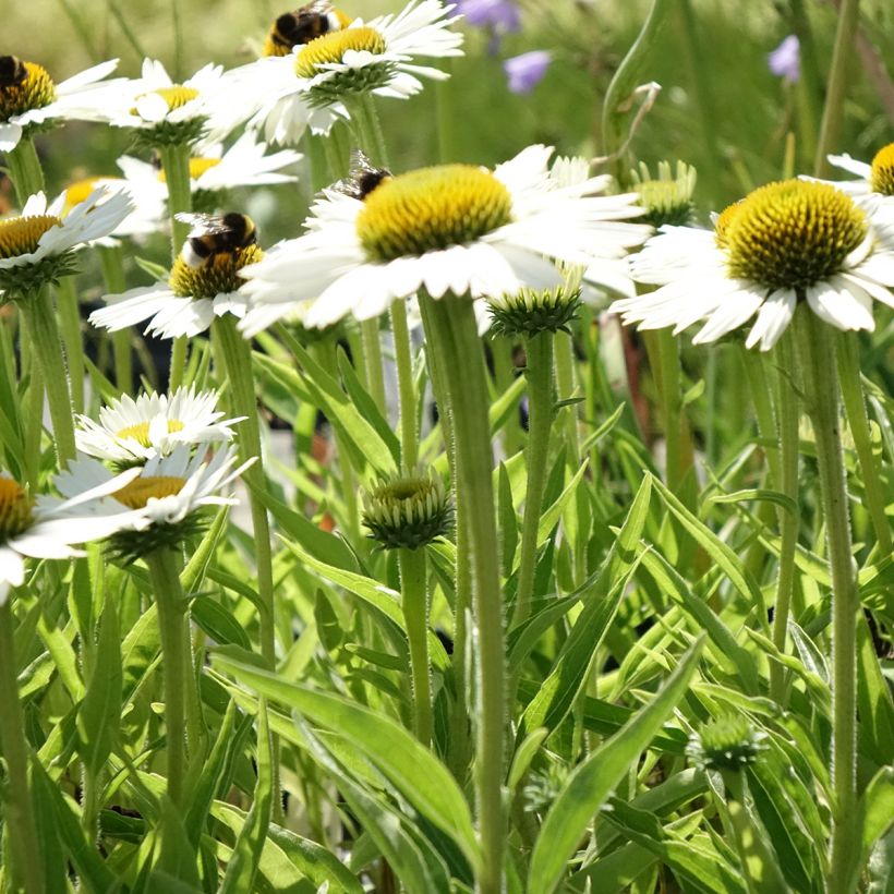 Echinacea purpurea White Meditation - Rode zonnehoed (Groeiplaats)