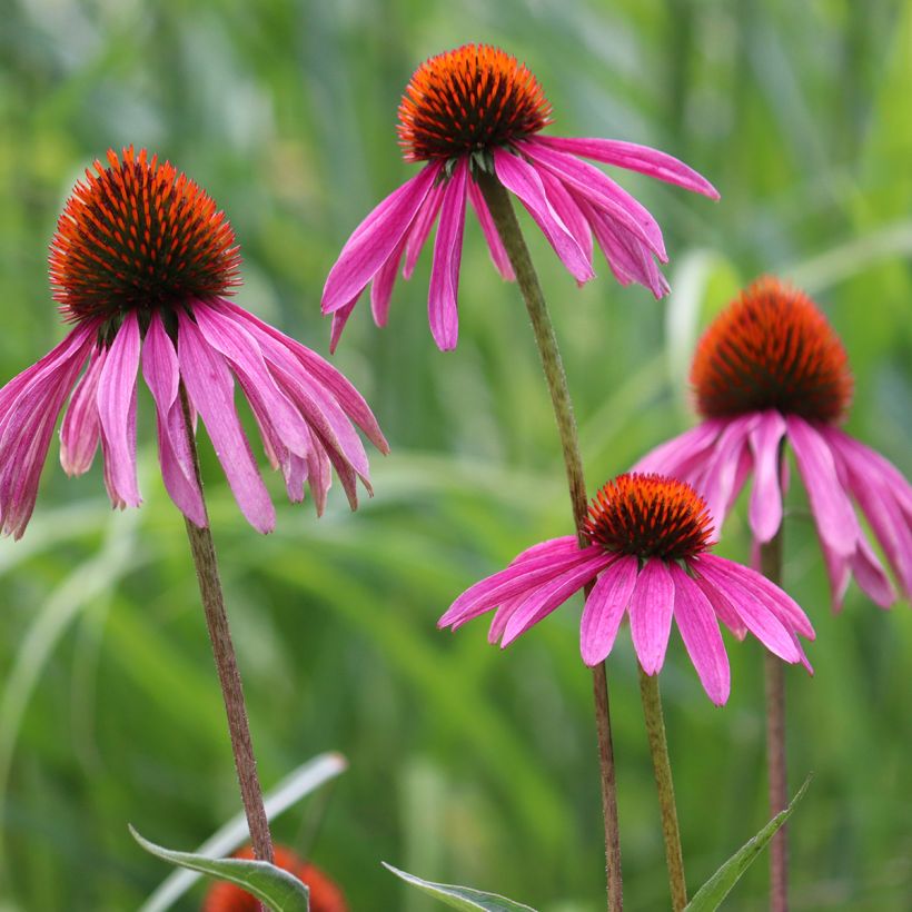 Echinacea purpurea BIO (zaad) - Rode zonnehoed (Bloei)