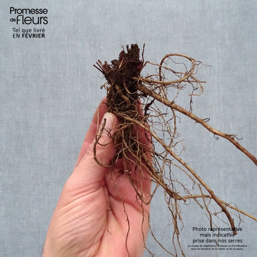 Exemplaar van Echinacea Sombrero Baja Burgundy - Rode zonnehoed Naakte wortel zoals geleverd in de winter