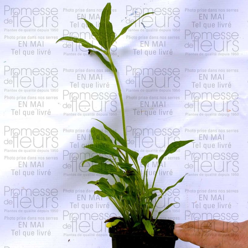 Voorbeeld van een exemplaar van Echinacea Coconut Lime - Rode zonnehoed Kweekpotje van 8/9 cm zoals geleverd