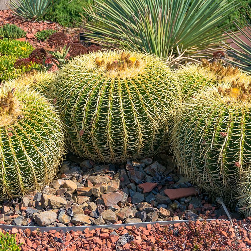 Echinocactus grusonii - Schoonmoedersstoel (Groeiplaats)