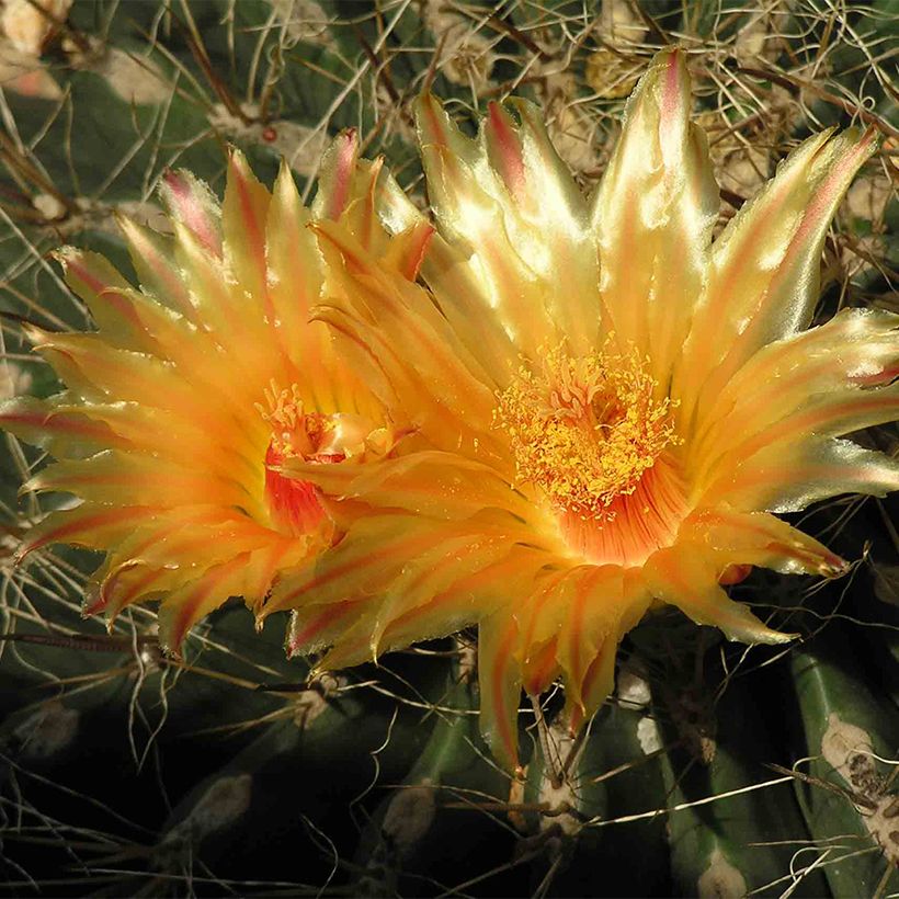 Echinocactus grusonii albispinus - Schoonmoedersstoel (Bloei)