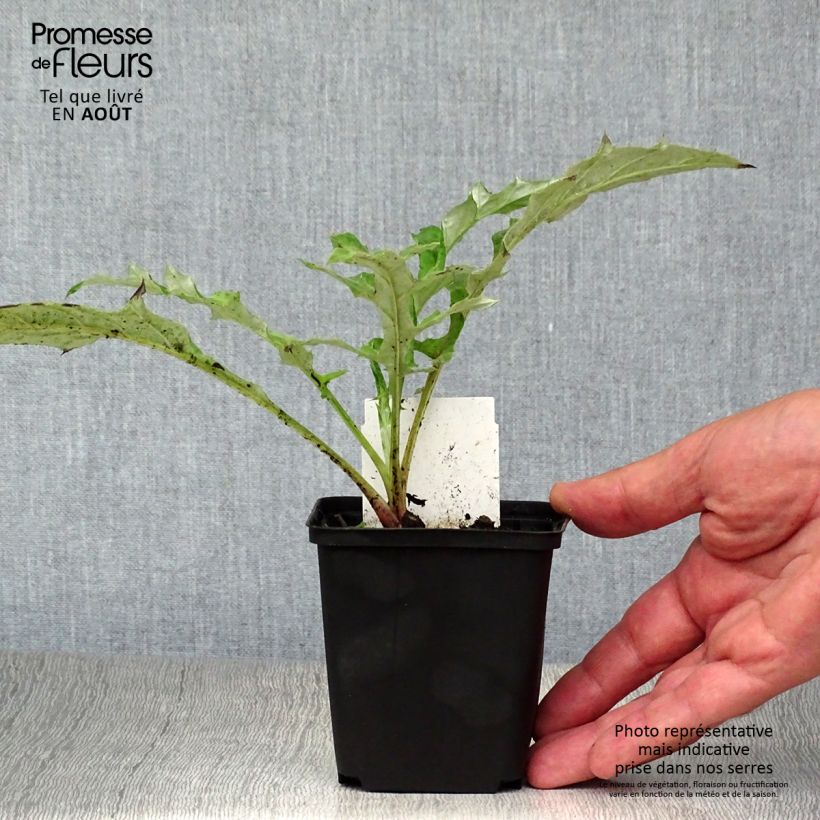 Exemplaar van Echinops bannaticus Blue Globe - Kogeldistel Kweekpotje van 8/9 cm zoals geleverd in de zomer