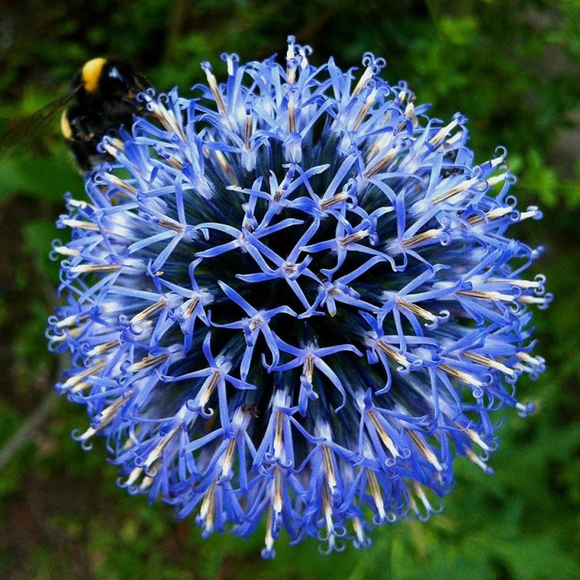 Echinops bannaticus Taplow Blue - Kogeldistel (Bloei)