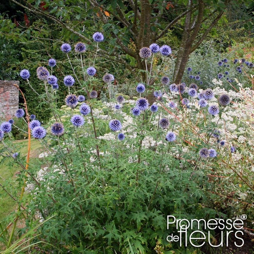Echinops bannaticus Taplow Blue - Kogeldistel (Groeiplaats)