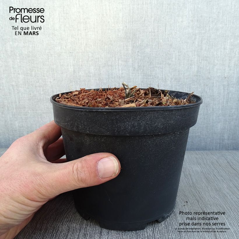 Exemplaar van Echinops bannaticus Taplow Blue - Kogeldistel Pot van 2 l/3 l zoals geleverd in de winter