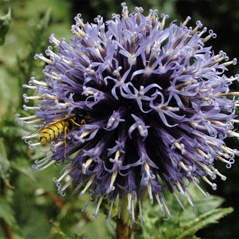 Echinops bannaticus Blue Globe - Kogeldistel (Bloei)