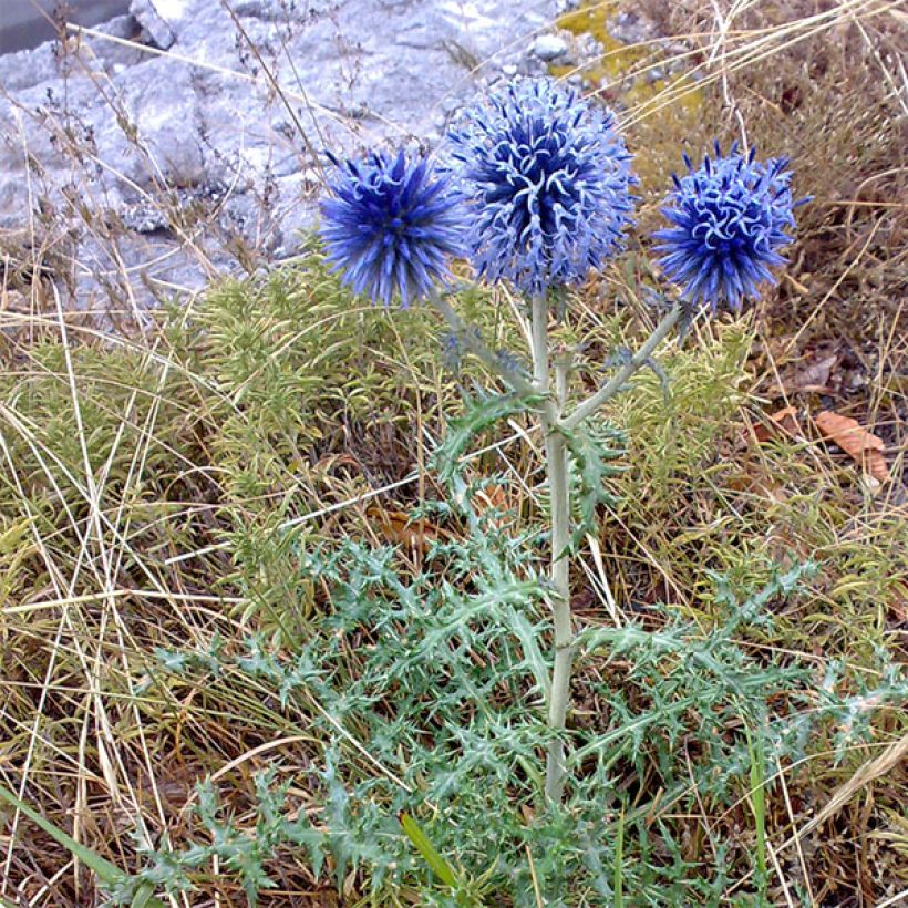 Echinops bannaticus Blue Globe - Kogeldistel (Groeiplaats)