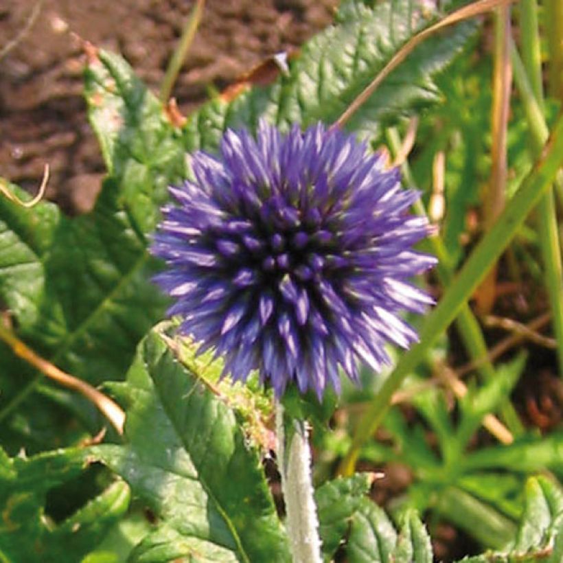 Echinops ritro - Kogeldistel (Bloei)