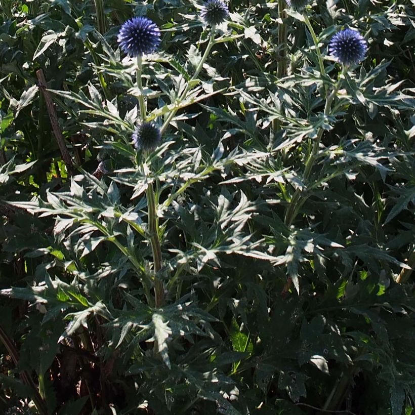 Echinops ritro Veitch's Blue - Kogeldistel (Blad)