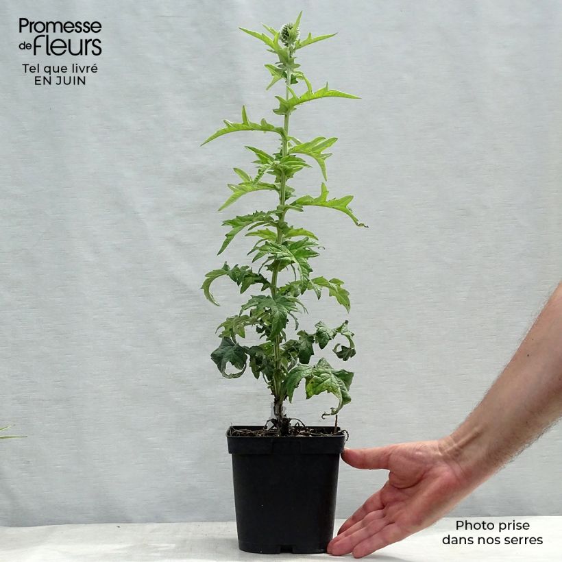 Exemplaar van Echinops ritro Veitch's Blue - Kogeldistel Pot van 2 l/3 l zoals geleverd in de zomer