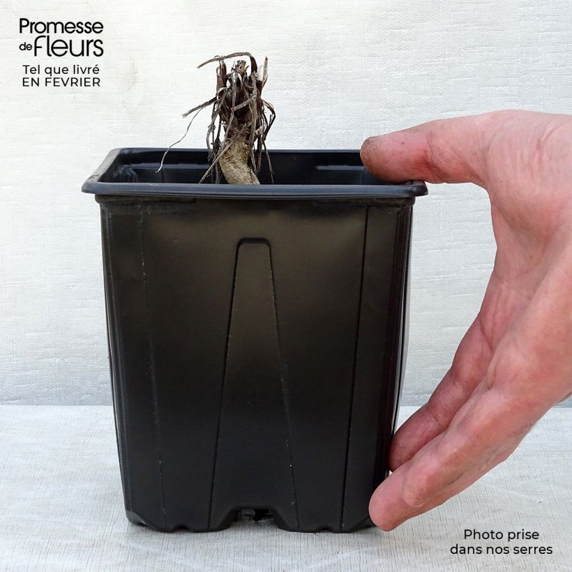 Exemplaar van Echinops ritro Veitch's Blue - Kogeldistel Pot van 2 l/3 l zoals geleverd in de winter