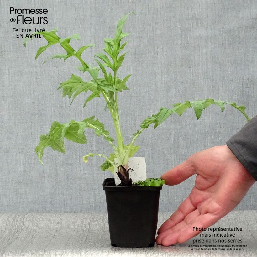 Exemplaar van Echinops ritro Veitch's Blue - Kogeldistel Kweekpotje van 8/9 cm zoals geleverd in de lente