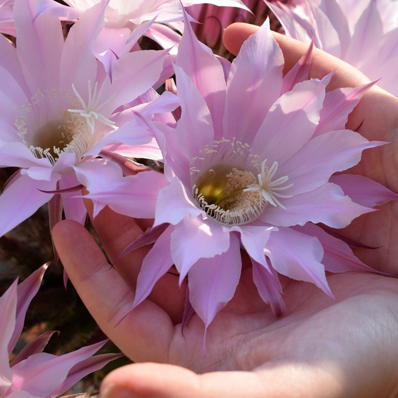 Echinopsis multiplex - Zee-egelcactus (Bloei)