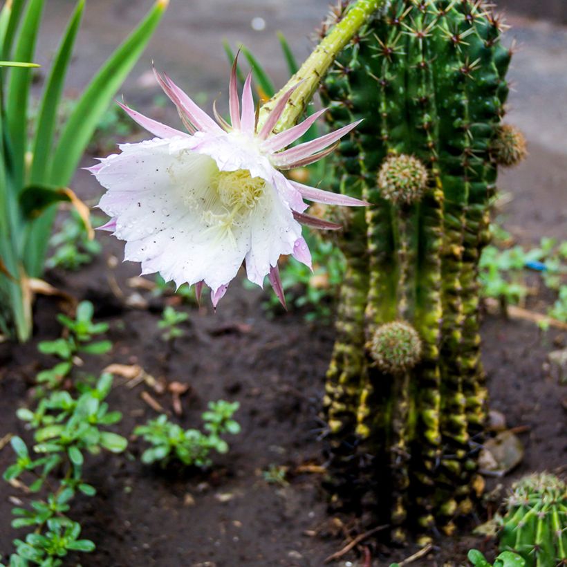 Echinopsis multiplex - Zee-egelcactus (Groeiplaats)