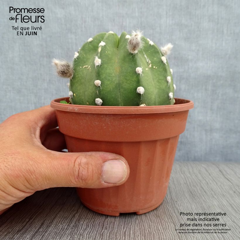 Exemplaar van Echinopsis subdenudata - Domino cactus Pot van 12 cm / 13 cm zoals geleverd in de zomer