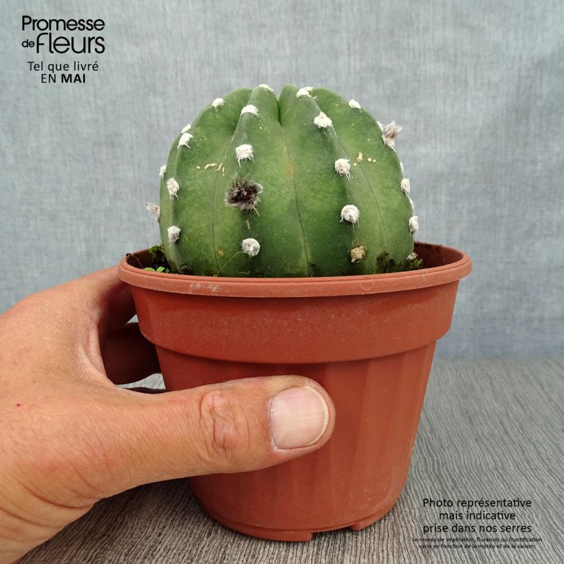 Exemplaar van Echinopsis subdenudata - Domino cactus Pot van 12 cm / 13 cm zoals geleverd in de lente