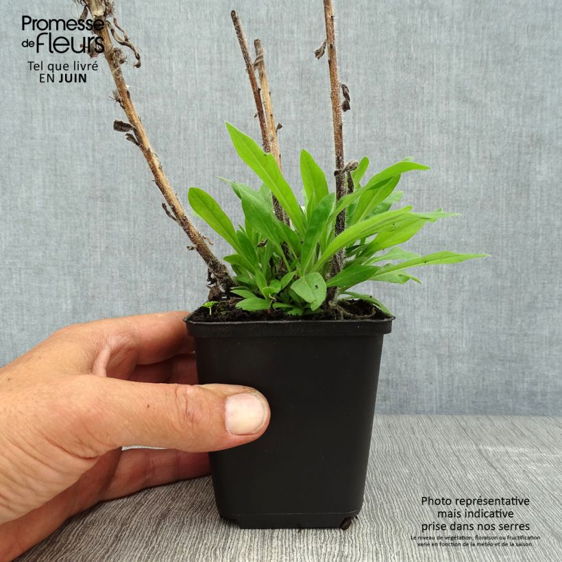 Exemplaar van Echium amoenum Rood Feathers - Slangenkruid Kweekpotje van 8/9 cm zoals geleverd in de zomer