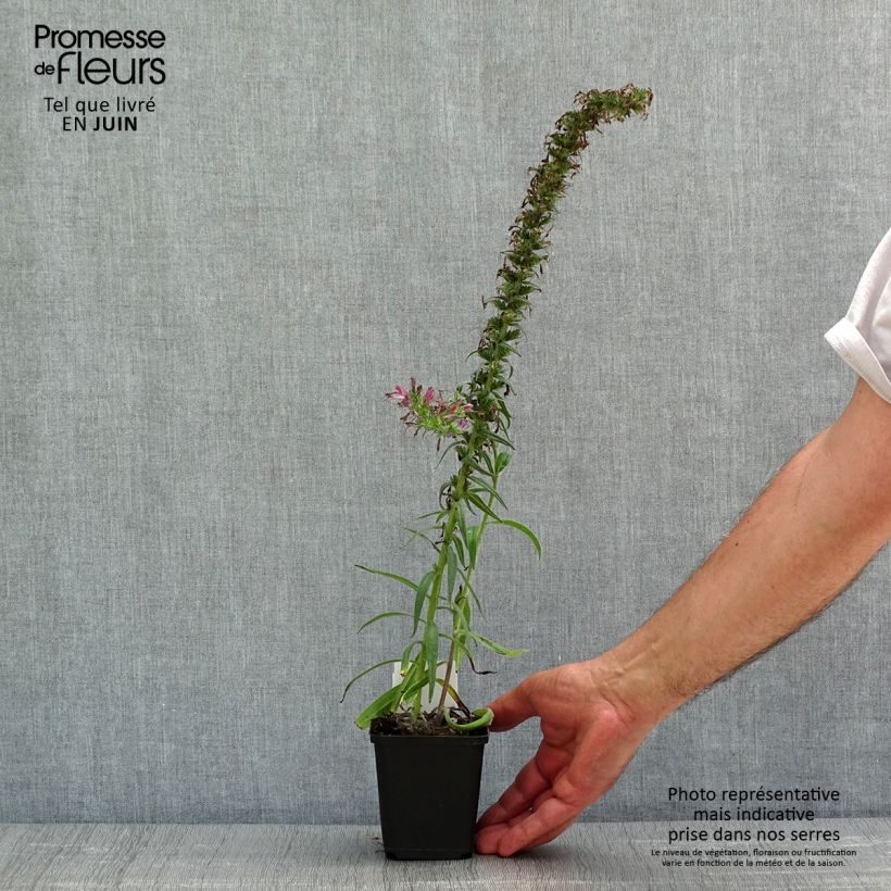 Exemplaar van Echium amoenum Rood Feathers - Slangenkruid Kweekpotje van 8/9 cm zoals geleverd in de lente