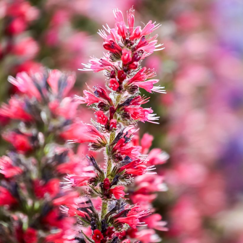 Echium amoenum Rood Feathers - Slangenkruid (Bloei)