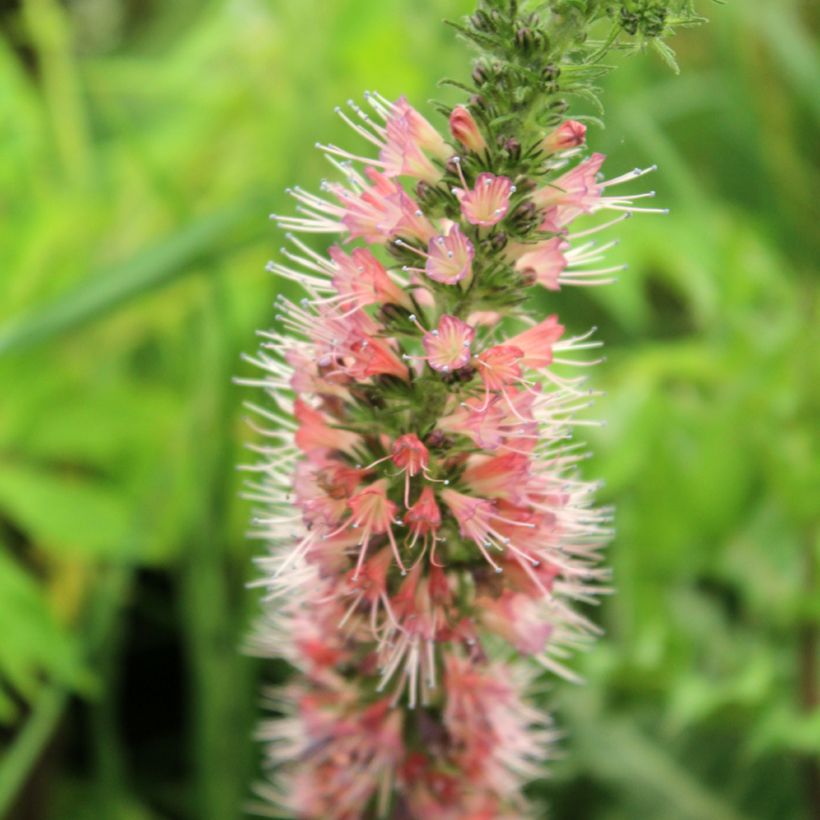 Echium amoenum Rood Feathers - Slangenkruid (Bloei)