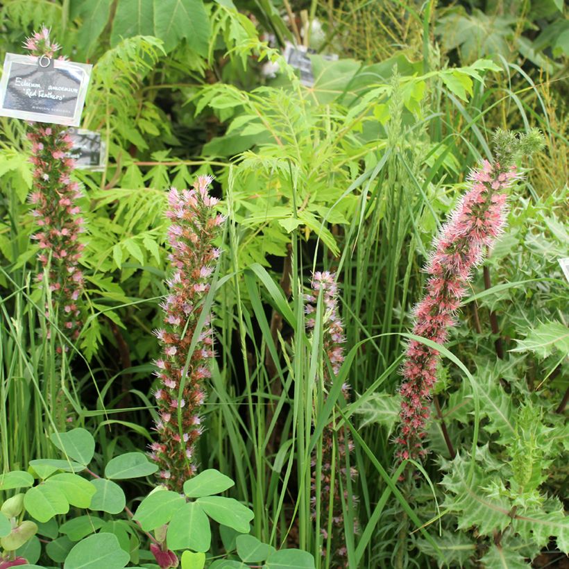 Echium amoenum Rood Feathers - Slangenkruid (Groeiplaats)