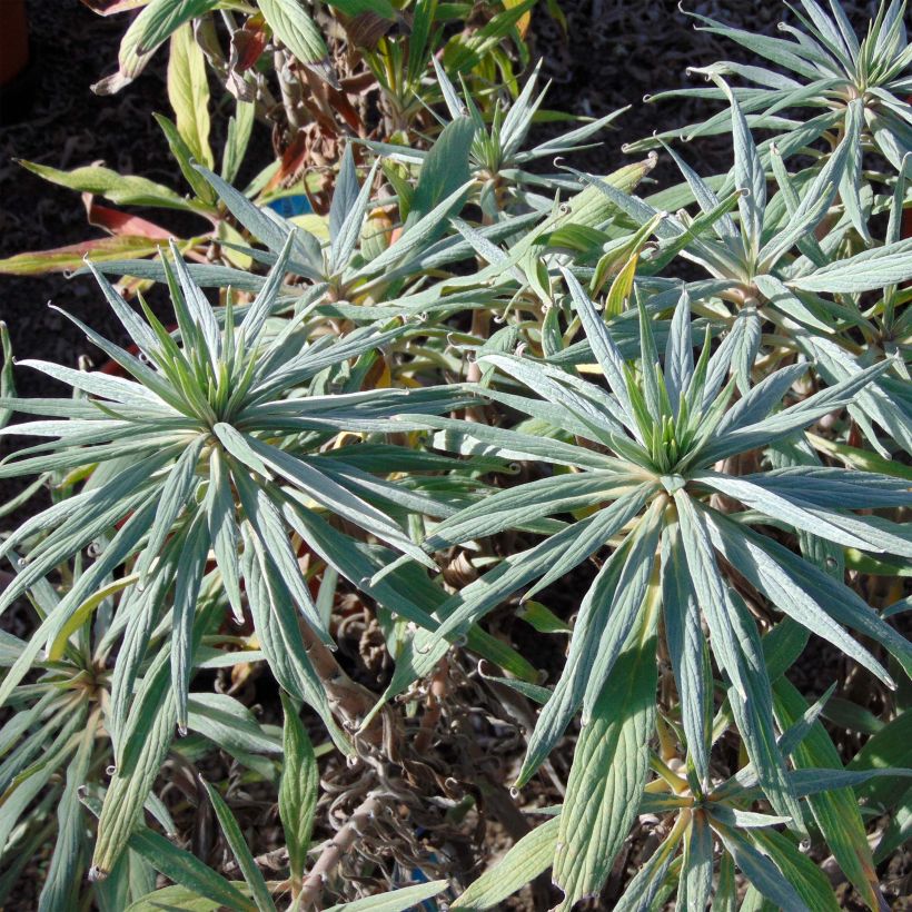Echium candicans - Trots van Madeira (Blad)