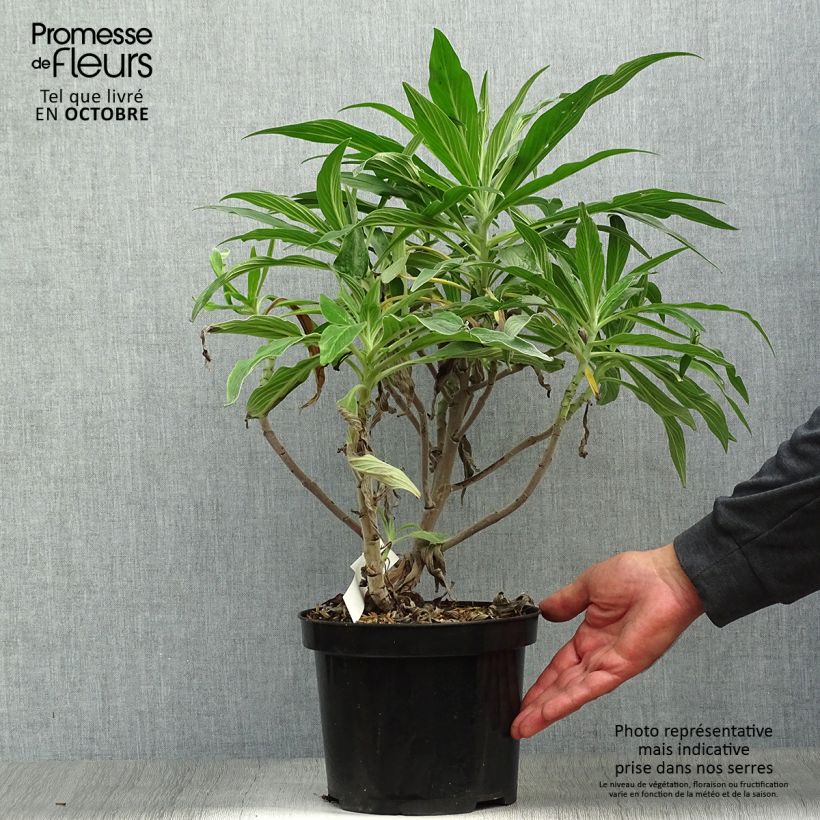 Exemplaar van Echium candicans - Trots van Madeira Pot van 3 l/4 l zoals geleverd in de herfst