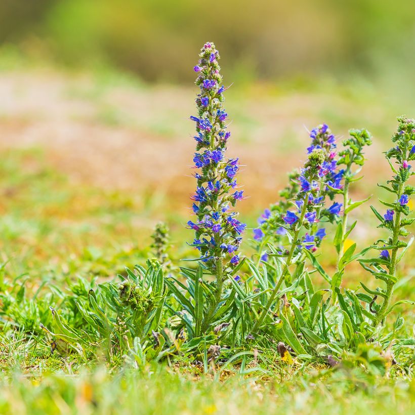 Echium vulgare - Slangenkruid (Groeiplaats)