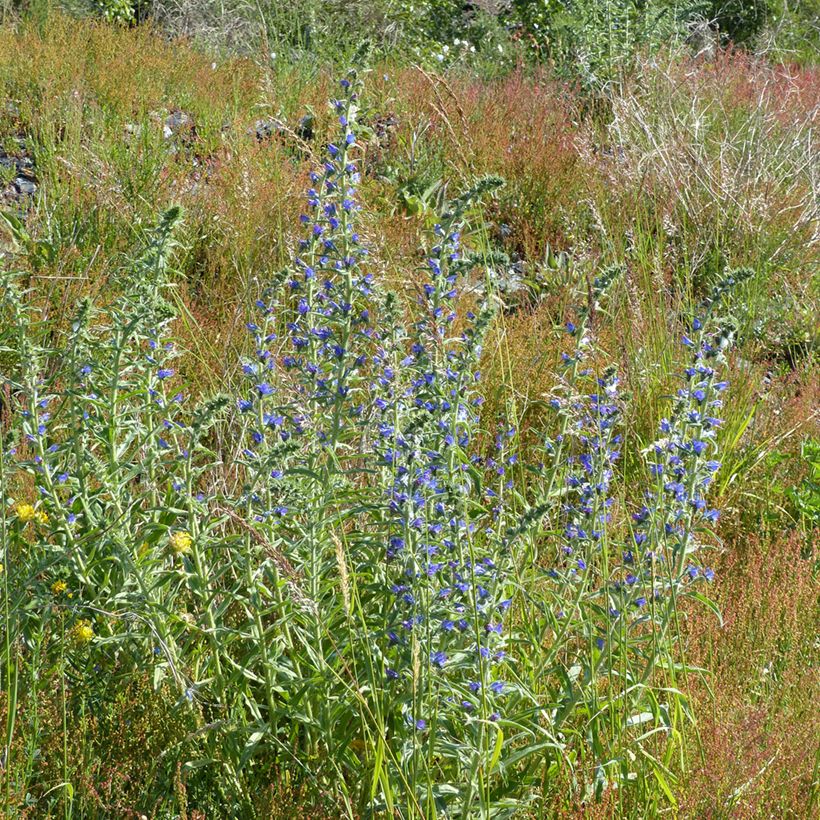 Echium vulgare (zaad) - Slangenkruid (Groeiplaats)
