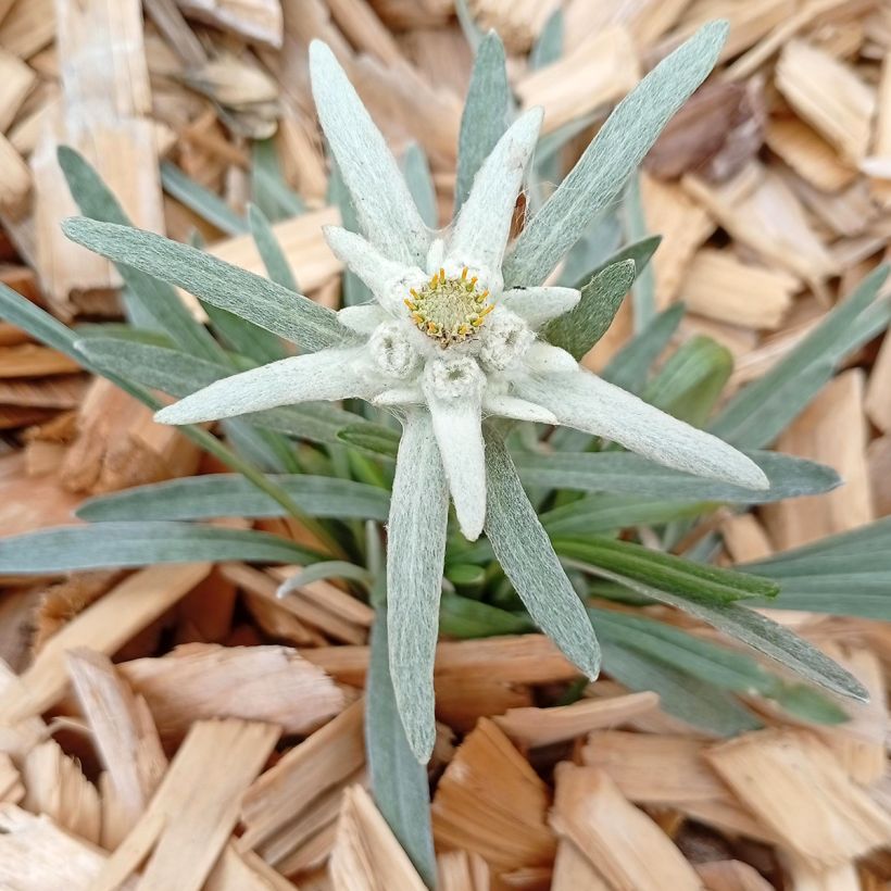 Leontopodium alpinum - Edelweiss (Groeiplaats)