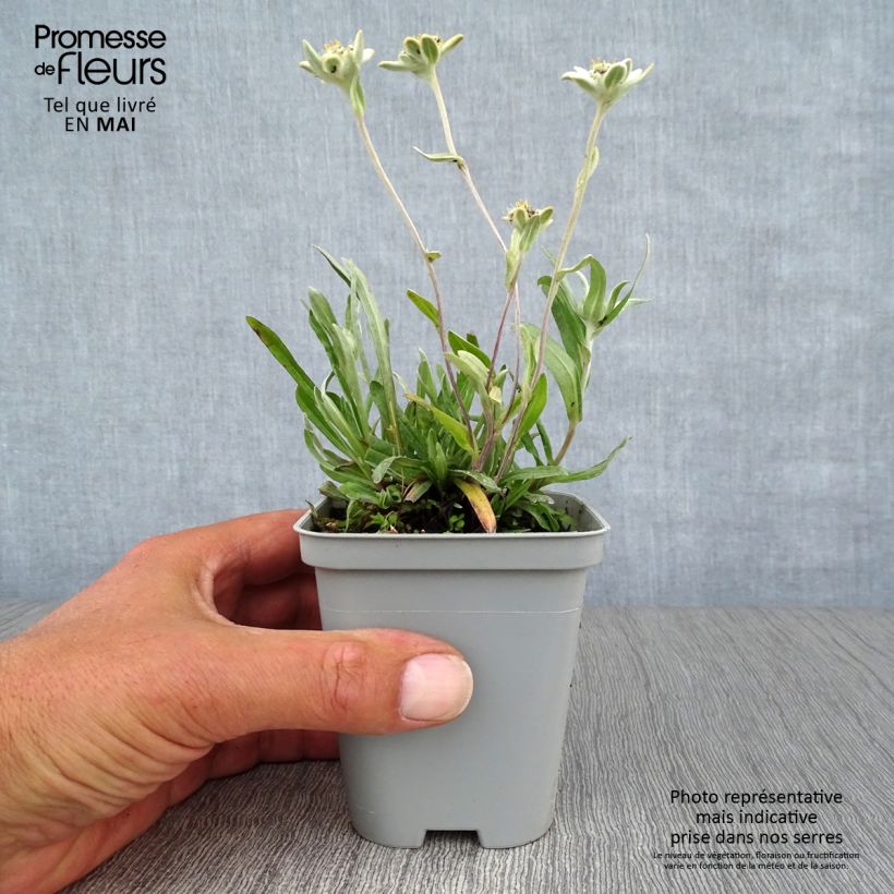 Exemplaar van Leontopodium alpinum - Edelweiss Kweekpotje van 8/9 cm zoals geleverd in de lente
