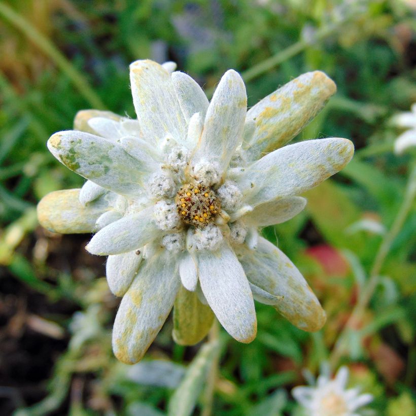 Leontopodium alpinum - Edelweiss (Bloei)