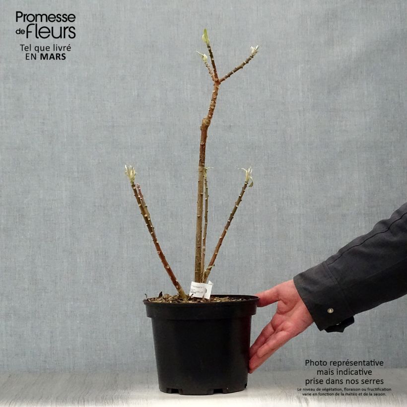 Example of Edgeworthia chrysantha - Papierstruik Pot van 3 l/4 l as you get in printemps