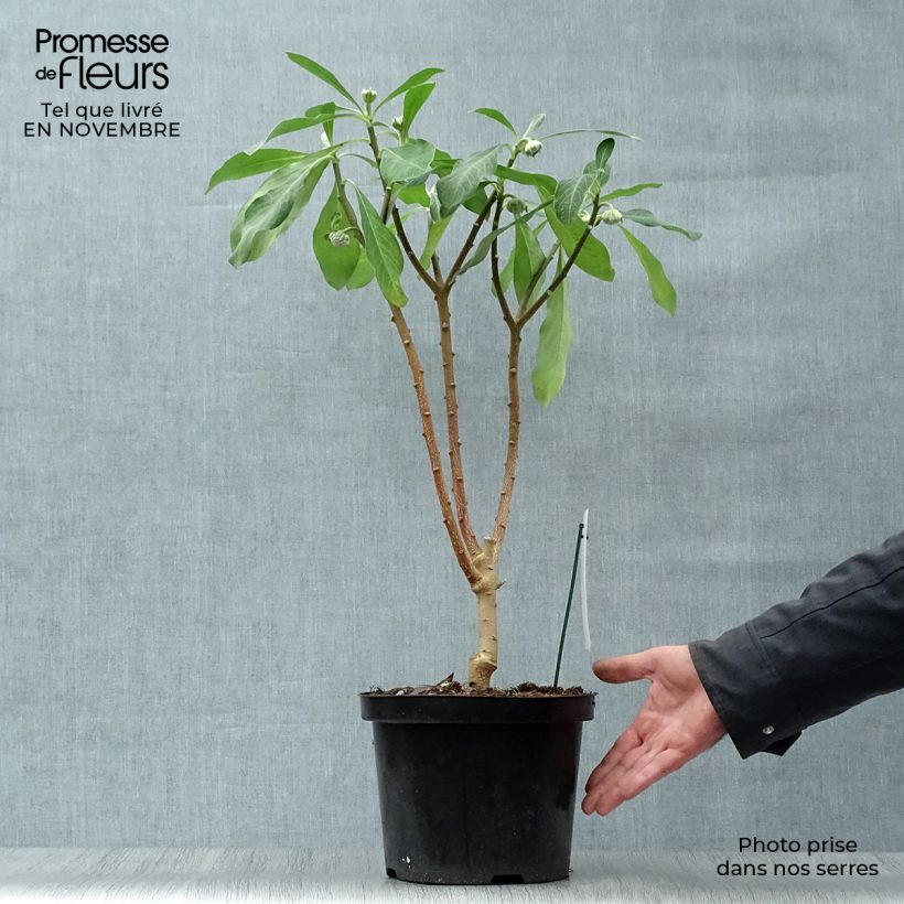 Exemplaar van Edgeworthia chrysantha Grandiflora - Papierstruik Pot van 4 l/5 l zoals geleverd in de herfst