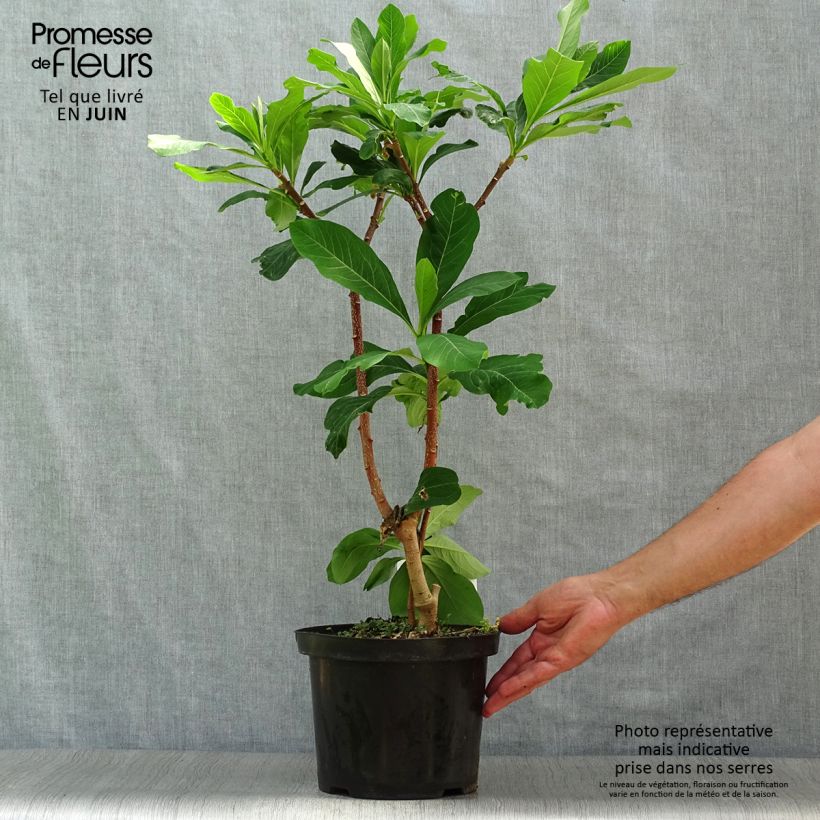 Exemplaar van Edgeworthia chrysantha Grandiflora - Papierstruik Pot van 4 l/5 l zoals geleverd in de zomer