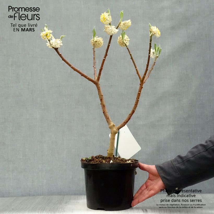 Exemplaar van Edgeworthia chrysantha Grandiflora - Papierstruik Pot van 4 l/5 l zoals geleverd in de lente