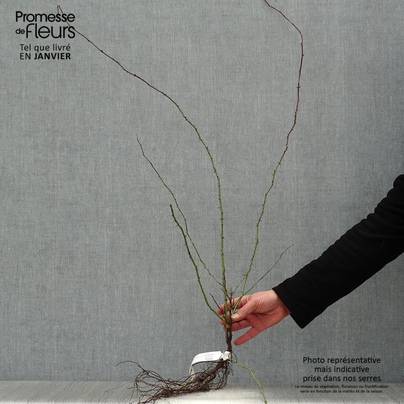 Example of Rosa canina - hondsroos Naakte wortel as you get in hiver