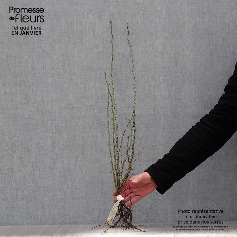 Exemplaar van Rosa rubiginosa - Egelantier Naakte wortel zoals geleverd in de winter