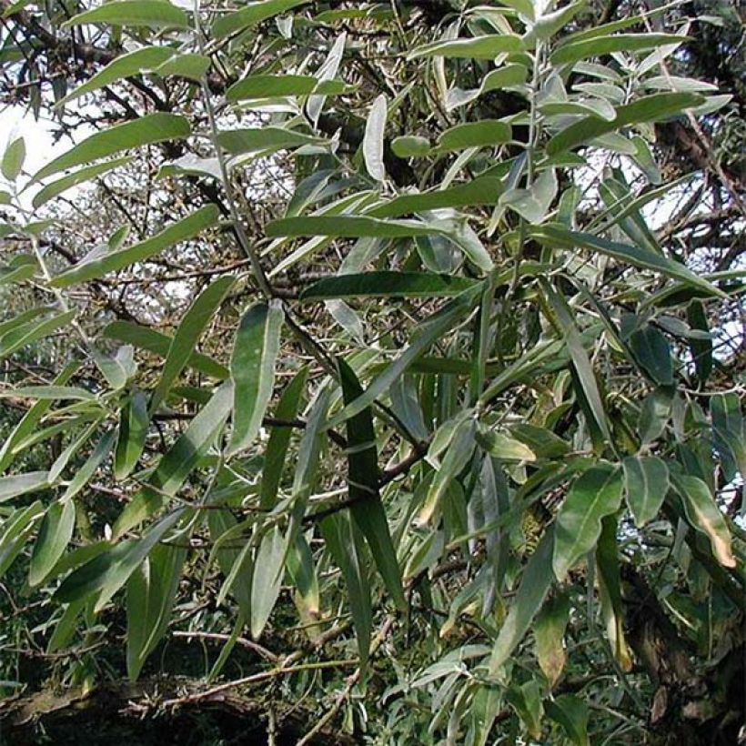 Elaeagnus angustifolia - Smalbladige olijfwilg (Blad)