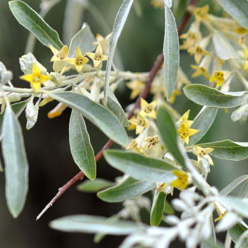Elaeagnus angustifolia - Smalbladige olijfwilg (Bloei)